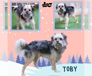 Mutt Dogs for adoption in Lindsay, CA, USA