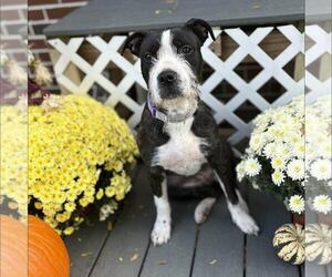 Mutt Dogs for adoption in New Oxford , PA, USA