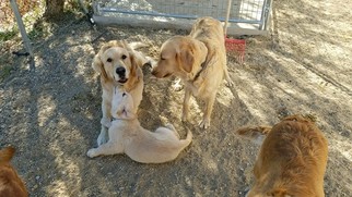 Mother of the Golden Retriever puppies born on 08/31/2017