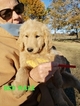 Small Photo #29 Goldendoodle Puppy For Sale in CLARKSVILLE, TX, USA
