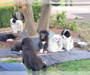 Great Pyrenees Puppy for Sale in PUGET ISLAND, Washington USA