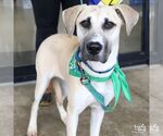 Small Photo #2 Labrador Retriever-Unknown Mix Puppy For Sale in Washington, DC, USA