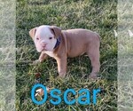 Small Photo #1 English Bulldog Puppy For Sale in MILLERSBURG, OH, USA