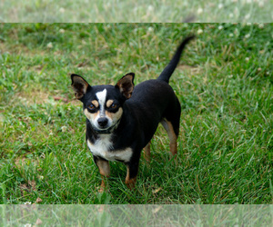 Father of the Chihuahua puppies born on 05/13/2025