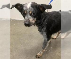 Mutt Dogs for adoption in Rosenberg, TX, USA