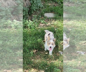 Welsh Cardigan Corgi Puppy for sale in MILES CITY, MT, USA