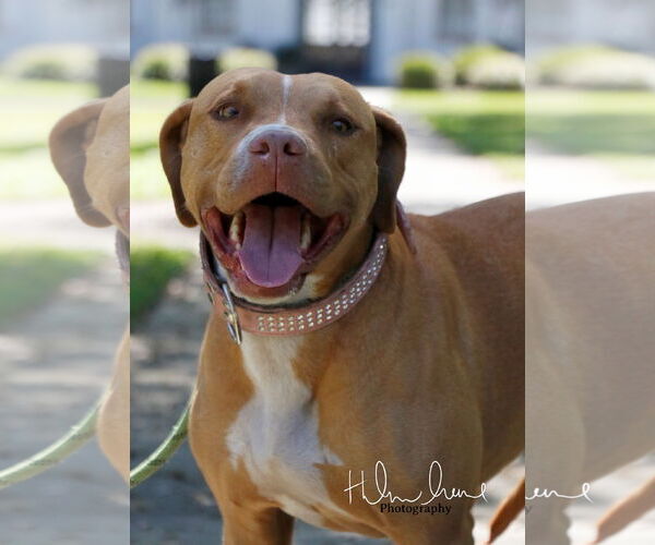 Medium Photo #20 American Staffordshire Terrier-Unknown Mix Puppy For Sale in Sanford, FL, USA