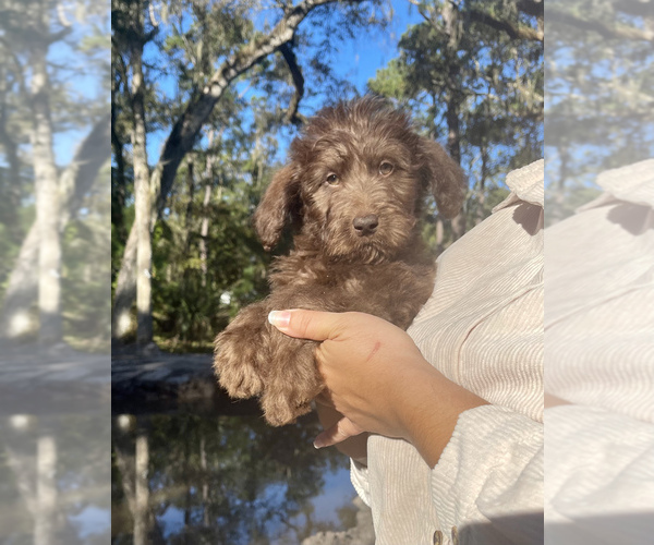 Medium Photo #5 Labradoodle Puppy For Sale in OCALA, FL, USA