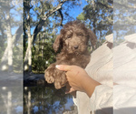 Small Photo #5 Labradoodle Puppy For Sale in OCALA, FL, USA