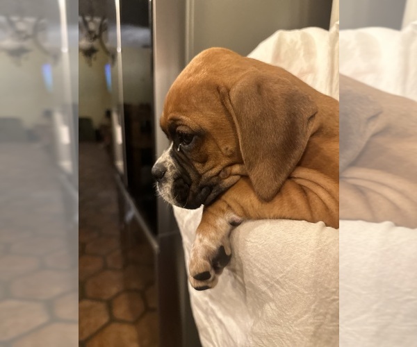 Medium Photo #4 Boxer Puppy For Sale in MORENO VALLEY, CA, USA
