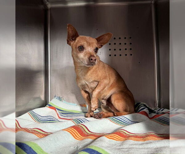 Medium Photo #1 Chihuahua Puppy For Sale in Rancho Cucamonga, CA, USA