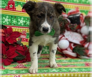 Border Collie-Unknown Mix Puppy for sale in LANCASTER, PA, USA
