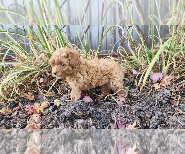 Medium Photo #5 Cavapoo mix (+ Poodle Miniature) Puppy For Sale in GREENWOOD, WI, USA