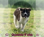 Small #4 Akita