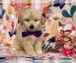 Small Photo #1 Pookimo Puppy For Sale in LANCASTER, PA, USA
