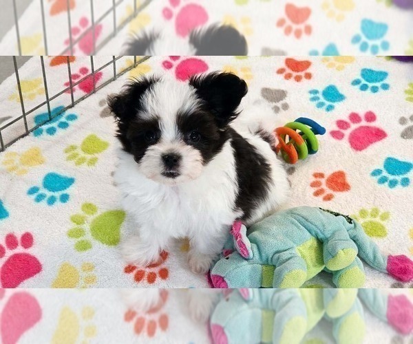 Medium Photo #9 Papitese Puppy For Sale in ORO VALLEY, AZ, USA