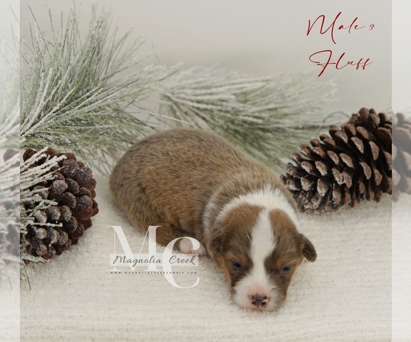 Medium Photo #20 Pembroke Welsh Corgi Puppy For Sale in FLORALA, AL, USA