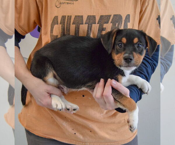 Medium Photo #2 Bagle Hound Puppy For Sale in Huntley, IL, USA