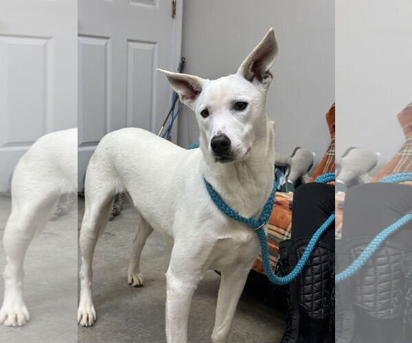 Medium Photo #6 Mutt Puppy For Sale in Rockaway, NJ, USA