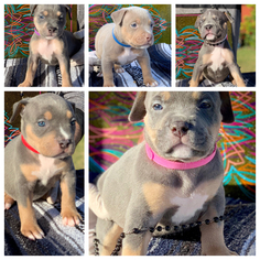 American Bully Puppy for sale in NORWALK, CA, USA