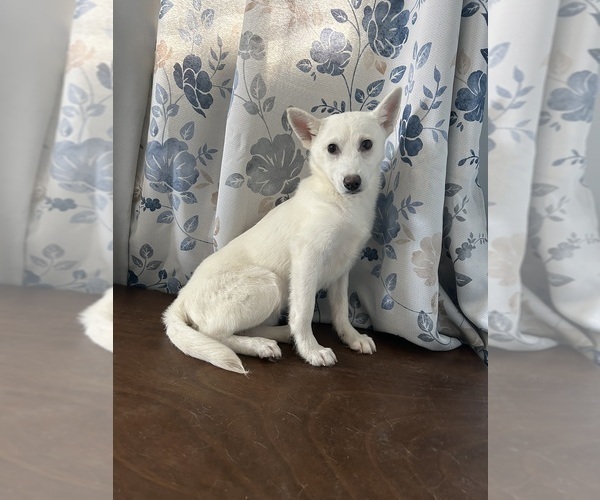 Medium Photo #2 Alaskan Klee Kai Puppy For Sale in DURHAM, CT, USA