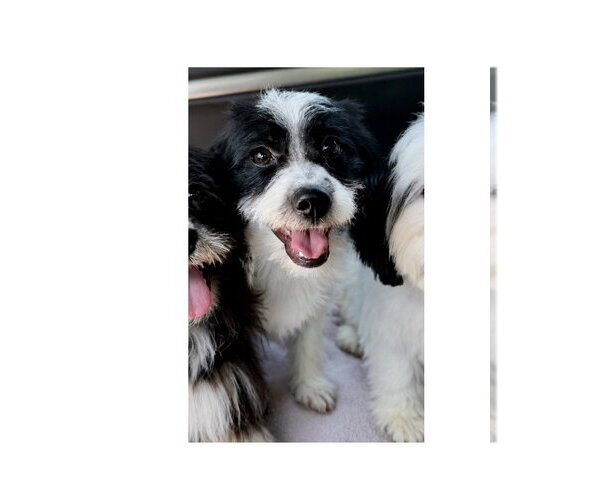 Medium Photo #4 Shih Tzu-Unknown Mix Puppy For Sale in Mooresville, NC, USA