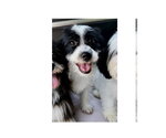 Small #3 Shih Tzu Mix
