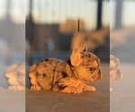Small #20 French Bulldog