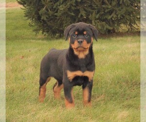 Rottweiler Puppy for sale in FREDERICKSBG, OH, USA