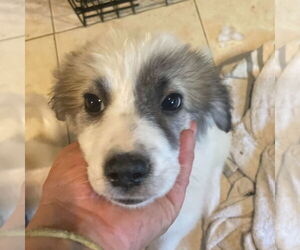 Great Pyrenees-Unknown Mix Dogs for adoption in Canton, CT, USA