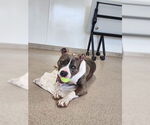 Small #4 American Pit Bull Terrier Mix