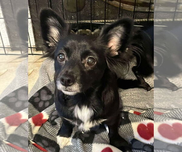 Medium Photo #1 Chihuahua-Unknown Mix Puppy For Sale in Grafton, WI, USA