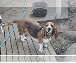 Small Photo #1 Basset Hound Puppy For Sale in TOPPENISH, WA, USA