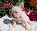Small #4 French Bulldog