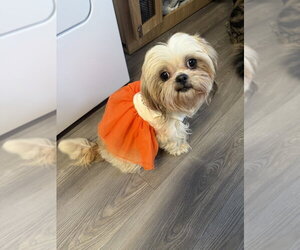 Shih Tzu-Unknown Mix Dogs for adoption in Mooresville, NC, USA