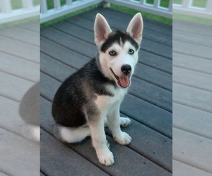 Siberian Husky Puppy for sale in LAWRENCE, MA, USA