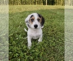 Puppy 2 Beagle-Poodle (Toy) Mix