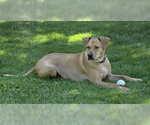 Small #1 Labrador Retriever