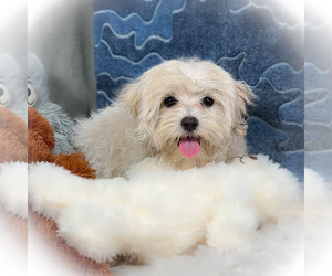 Maltipoo Puppy for Sale in DONNA, Texas USA