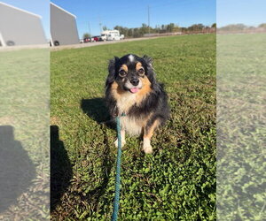 Clyde - Male Pomeranian-Unknown Mix Dog for Adoption - Photo #4
