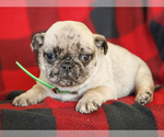 Small Photo #3 Jug-Pug Mix Puppy For Sale in LIBERTY, KY, USA