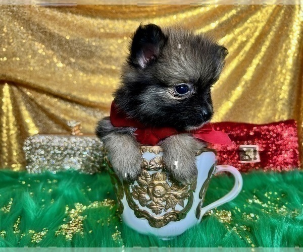 Medium Photo #15 Pomeranian Puppy For Sale in HAYWARD, CA, USA