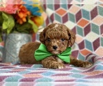 Small Photo #2 Poodle (Toy) Puppy For Sale in LANCASTER, PA, USA