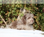Small #15 ShihPoo