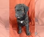 Small Photo #7 Bernedoodle (Miniature) Puppy For Sale in GOSHEN, IN, USA