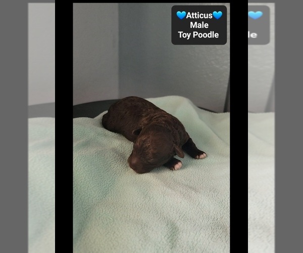 Medium Photo #3 Poodle (Toy) Puppy For Sale in TUCSON, AZ, USA