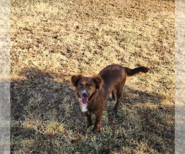 Medium Photo #2 Australian Shepherd-Unknown Mix Puppy For Sale in Grafton, WI, USA