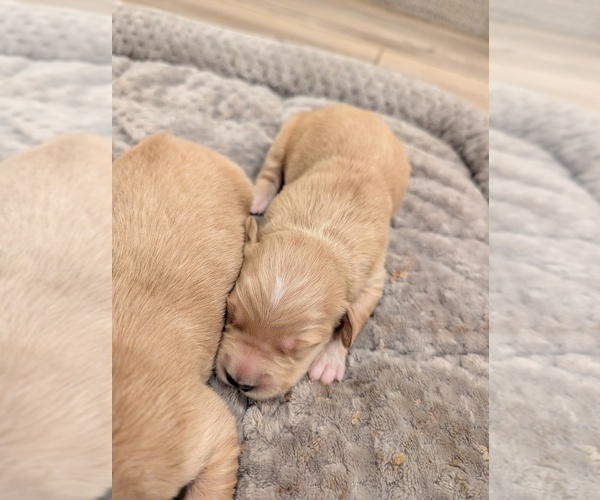 Medium Photo #5 English Cream Golden Retriever Puppy For Sale in SACRAMENTO, CA, USA