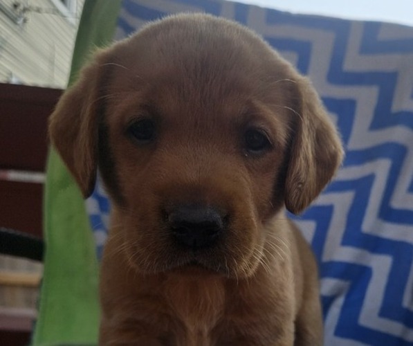 Medium Photo #4 Labrador Retriever Puppy For Sale in BUFFALO, NY, USA