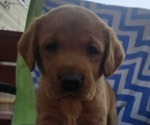 Small #3 Labrador Retriever